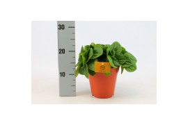 Peperomia albovittata rana verde