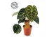 Anthurium clarinervium 