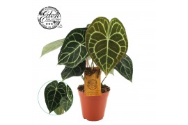 Anthurium clarinervium