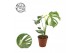 Monstera deliciosa thai constellation 