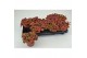 Fittonia ruby red 