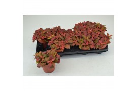 Fittonia ruby red