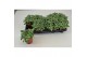 Fittonia white joly josan 
