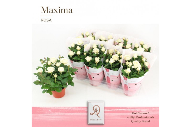 Rosa infinity white dolcamore 