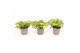Calibrachoa yellow minifamous Calibrachoa MiniFamous® Uno Yellow 