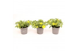 Calibrachoa yellow minifamous Calibrachoa MiniFamous® Uno Yellow