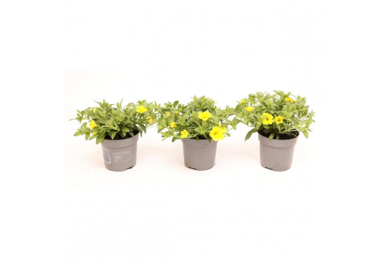 Calibrachoa yellow minifamous Calibrachoa MiniFamous® Uno Yellow 