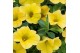 Calibrachoa yellow minifamous Calibrachoa MiniFamous® Uno Yellow 