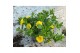 Calibrachoa yellow minifamous Calibrachoa MiniFamous® Uno Yellow 