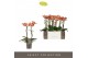 Phalaenopsis multiflora oranje 2 tak Exclusivo Eos 