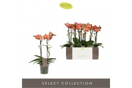 Phalaenopsis multiflora oranje 2 tak Exclusivo Eos