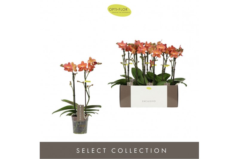 Phalaenopsis multiflora oranje 2 tak Exclusivo Eos 