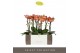Phalaenopsis multiflora oranje 2 tak Exclusivo Eos 