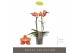 Phalaenopsis multiflora oranje 2 tak Exclusivo Eos 