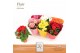 Begonia elatior du. mix DolcAmore® Flair Metallic 