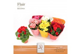 Begonia elatior du. mix DolcAmore® Flair Metallic
