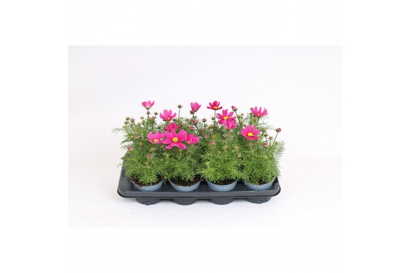 Cosmos bipinnatus sonata carmine 