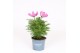 Cosmos bipinnatus sonata carmine 