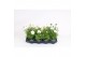Cosmos bipinnatus sonata white 