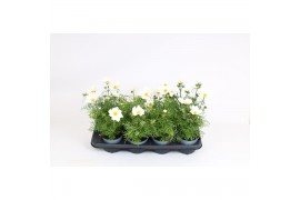 Cosmos bipinnatus sonata white
