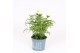 Cosmos bipinnatus sonata white 
