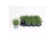 Lavandula angustifolia essence purple 