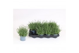Lavandula angustifolia essence purple