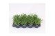 Lavandula angustifolia essence purple 