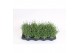 Lavandula angustifolia essence purple 