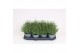 Lavandula angustifolia essence purple 