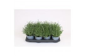 Lavandula angustifolia essence purple