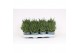 Lavandula angustifolia essence purple 