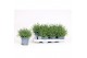 Lavandula angustifolia essence purple 