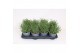 Lavandula angustifolia essence purple 