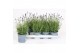 Lavandula angustifolia hidcote 