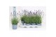 Lavandula angustifolia hidcote 