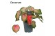 Caladium roze Decorum 