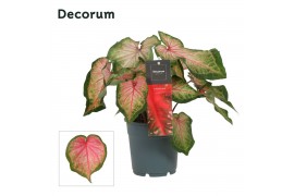 Caladium roze Decorum
