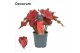 Caladium rood Decorum 