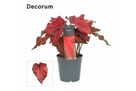 Caladium rood Decorum
