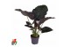 Alocasia regal shields 