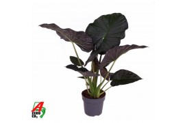 Alocasia regal shields