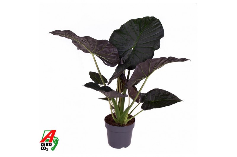 Alocasia regal shields 