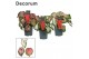 Caladium mix Decorum 