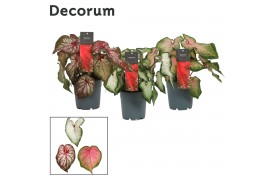 Caladium mix Decorum