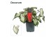 Caladium wit Decorum 