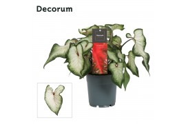 Caladium wit Decorum
