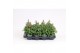 Antirrhinum majus rose 