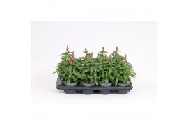 Antirrhinum majus rose