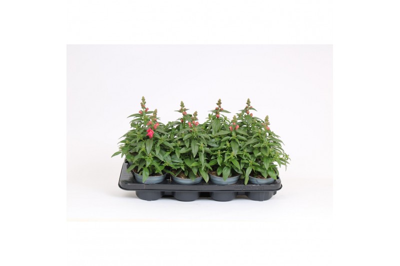 Antirrhinum majus rose 